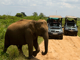 Visit Holiday Lanka tours